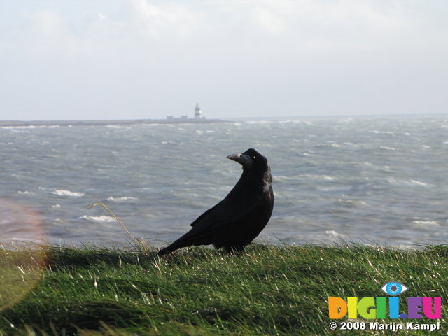 SX01314 Rook with Hook Head Lighthouse in background